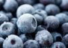 Close-up of frozen blueberries with a frosty texture