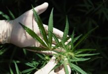 A gloved hand holding a cannabis plant with green leaves