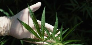A gloved hand holding a cannabis plant with green leaves
