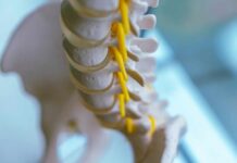 The Pose Doctors Recommend for Back Pain Close-up of a spine model highlighting the vertebrae and spinal cord