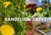Dandelions: The Hidden Balm in Your Backyard DIY Healing Dandelion Salve with Anti-Inflammatory