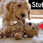 Your Dog’s Toy – Big Health Risk! Stop Wasting $$$ on Puppy Supplies You Don't Need!