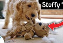 Stop Wasting $$$ on Puppy Supplies You Don't Need!