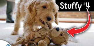 Stop Wasting $$$ on Puppy Supplies You Don't Need!