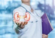Doctor holding digital illustration of human kidneys