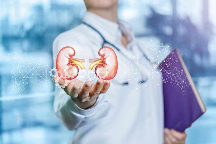 Doctor holding digital illustration of human kidneys