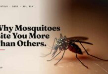 The Chemical Making Mosquitoes Choose You Why Mosquitoes Bite You More Than Others (It's Your Skin)