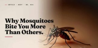 Why Mosquitoes Bite You More Than Others (It's Your Skin)