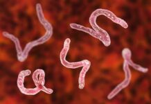 How Tapeworms Calm Inflammation in Your Body Parasitic worms under a microscope