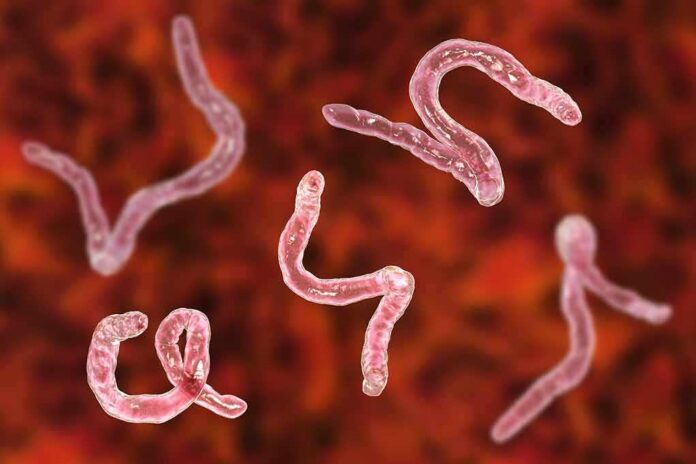 Parasitic worms under a microscope