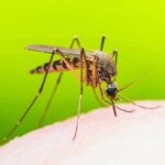 Mosquito feeding on human skin