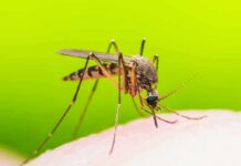 Mosquito feeding on human skin