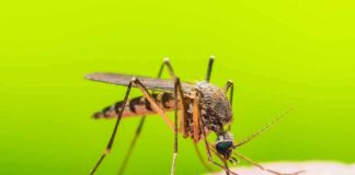 Mosquito feeding on human skin