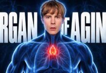 The Organ That Controls How Quickly You Age The Organ That Controls How Fast You Age