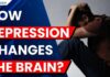 Depression and Brain Shrinking Research Shows Depression May Reduce Brain Memory Centre Volume in Older Adults