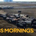 Beef Crisis Brewing: Herd Hits 75-Year Low American farmers sell herds over high costs
