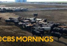 American farmers sell herds over high costs