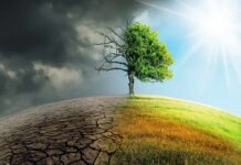 Tree split between dead and lush sides under dark clouds and bright sun