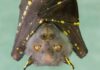 bat hanging upside down with spotted wings