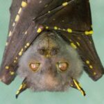 Why Bats carry deadly viruses without getting sick bat hanging upside down with spotted wings