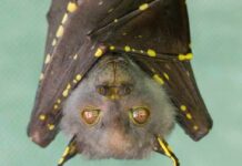 bat hanging upside down with spotted wings
