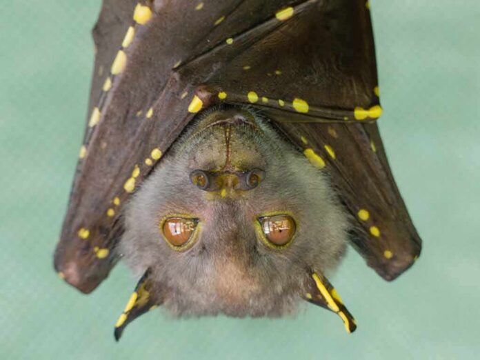 bat hanging upside down with spotted wings