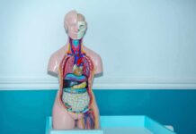 What Is Leaky Gut, Really? A Pediatrician Explains Anatomy torso model with exposed organs on a teal table