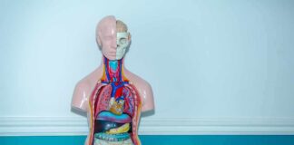Anatomy torso model with exposed organs on a teal table