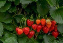 Strawberries ripening on the plant among green leaves