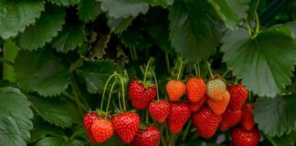 Strawberries ripening on the plant among green leaves