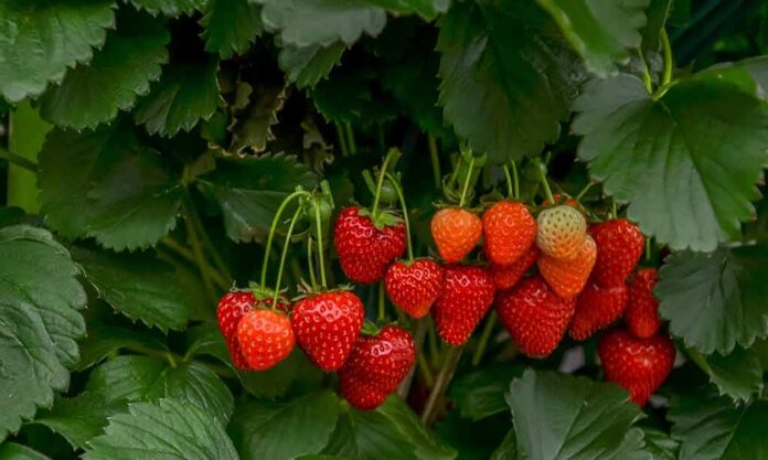 Strawberries ripening on the plant among green leaves