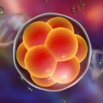 Scientists Found Something Interesting In Ovaries Long After Menopause Embryo cell cluster in a translucent sphere