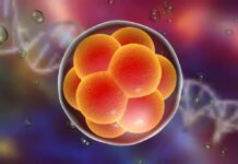 Scientists Found Something Interesting In Ovaries Long After Menopause Embryo cell cluster in a translucent sphere