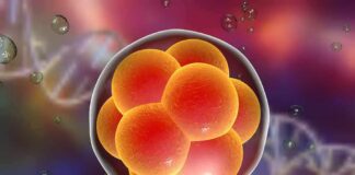 Embryo cell cluster in a translucent sphere